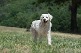 GOLDEN RETRIEVER 1181